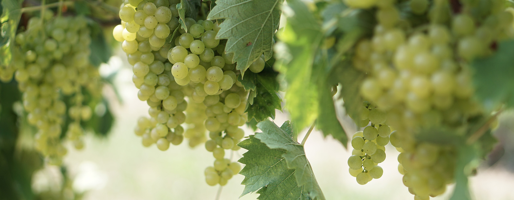 Weingut Riegelnegg Stammhaus Gamlitz Südsteiermark Weine