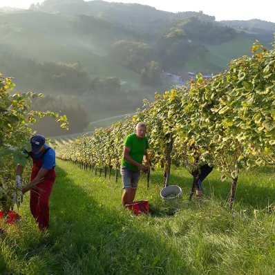 Weingut Riegelnegg Stammhaus Gamlitz Suedsteiermark Weinlese